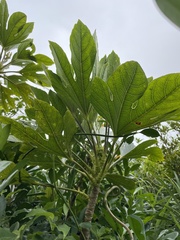 Osmoxylon pectinatum