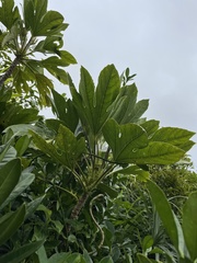 Osmoxylon pectinatum