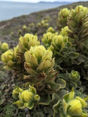 Castilleja mollis