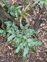 Bolbitis heteroclita