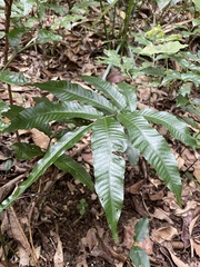 Bolbitis heteroclita