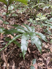 Bolbitis heteroclita