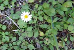 Bellium bellidioides