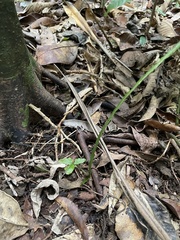 Bolbitis heteroclita