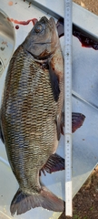 Leuciscus idus