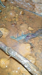 Cnemaspis littoralis