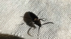 Ctenicera