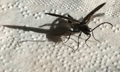 Ctenicera