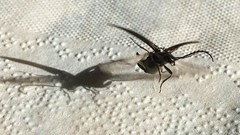 Ctenicera