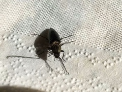 Ctenicera