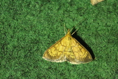 Ecpyrrhorrhoe rubiginalis