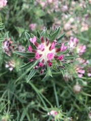 Anthyllis vulneraria rubriflora