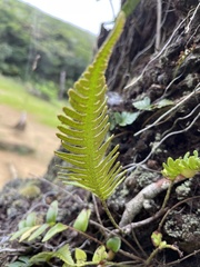 Davallia pectinata