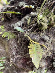 Davallia pectinata
