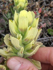 Castilleja mollis