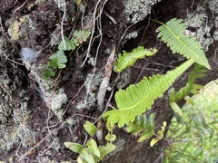Davallia pectinata