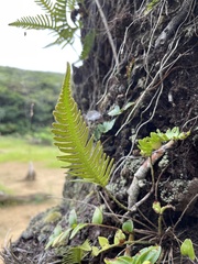 Davallia pectinata