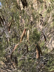 Senna artemisioides artemisioides