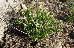 Schenkia spicata