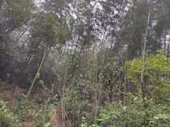 Phyllostachys edulis