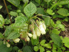 Symphytum grandiflorum