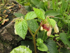 Symphytum grandiflorum
