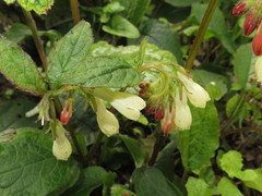 Symphytum grandiflorum