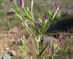 Schenkia spicata