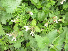 Symphytum grandiflorum