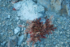 Epilobium porphyrium