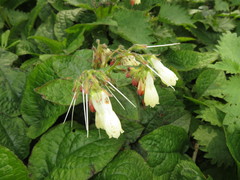 Symphytum grandiflorum
