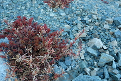 Epilobium porphyrium