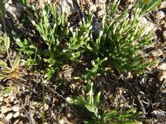 Schenkia spicata
