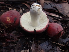 Russula persanguinea