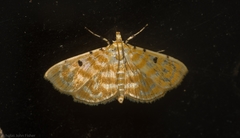 Notarcha aurolinealis