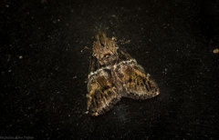 Orthaga atribasalis