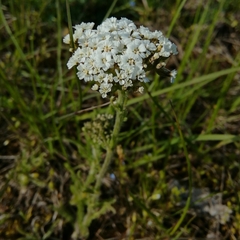 Achillea setacea