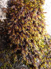 Schistidium papillosum