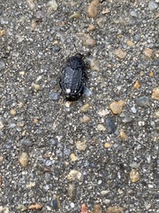 Thanatophilus rugosus