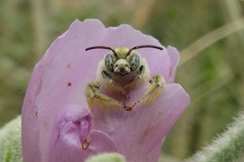 Ochraceous Chimney Bee photo 5