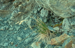 Poa novae-zelandiae
