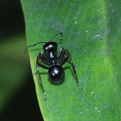 Polyrhachis australis