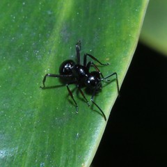 Polyrhachis australis