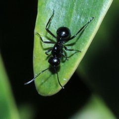 Polyrhachis australis