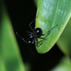 Polyrhachis australis