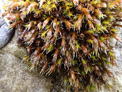 Schistidium robustum