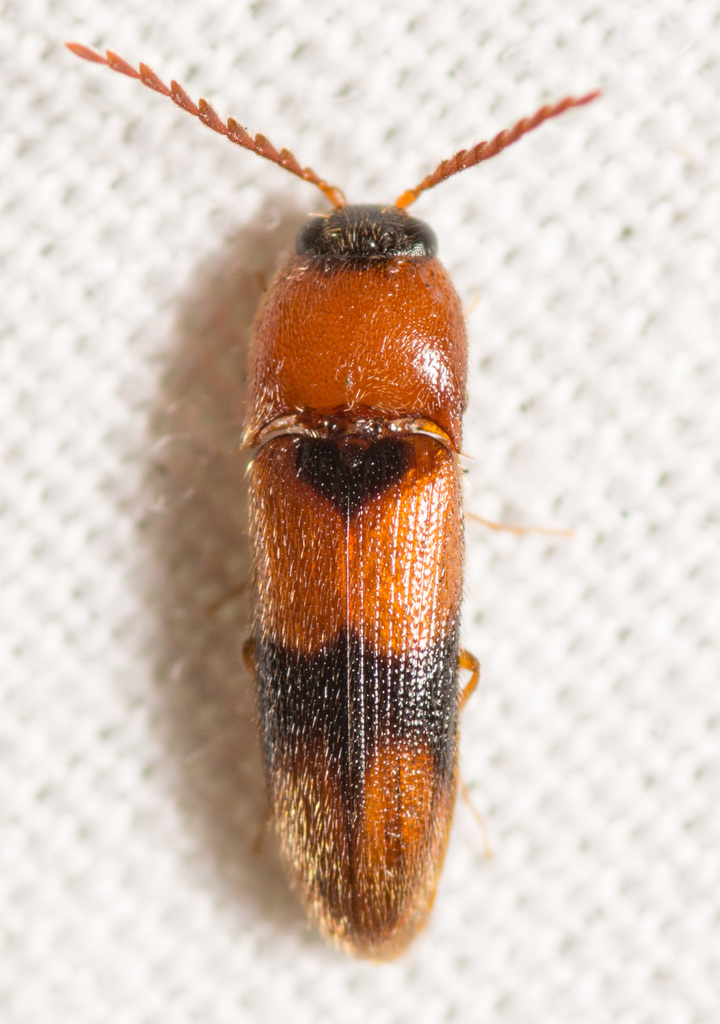 Areolate Click Beetle