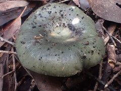 Russula iterika