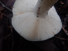 Russula iterika