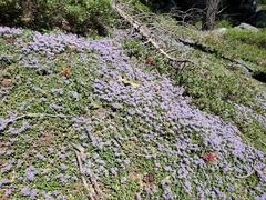 Ceanothus prostratus
